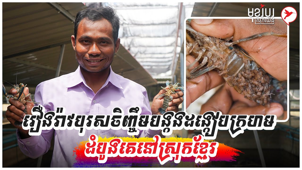 រឿងរ៉ាវបុរសចិញ្ចឹមបង្កងដង្កៀបក្រហម ដំបូងគេនៅស្រុកខ្មែរ | កម្មវិធីមុខរបរស្រុកយើង