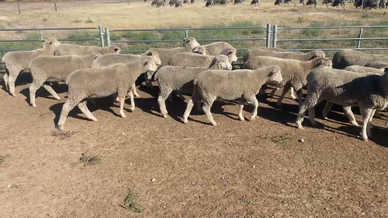 First Cross Poll Dorset Merino Store Lambs 