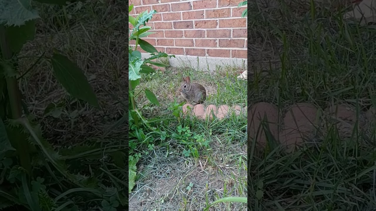 Little bunny that lives in the backyard.. 