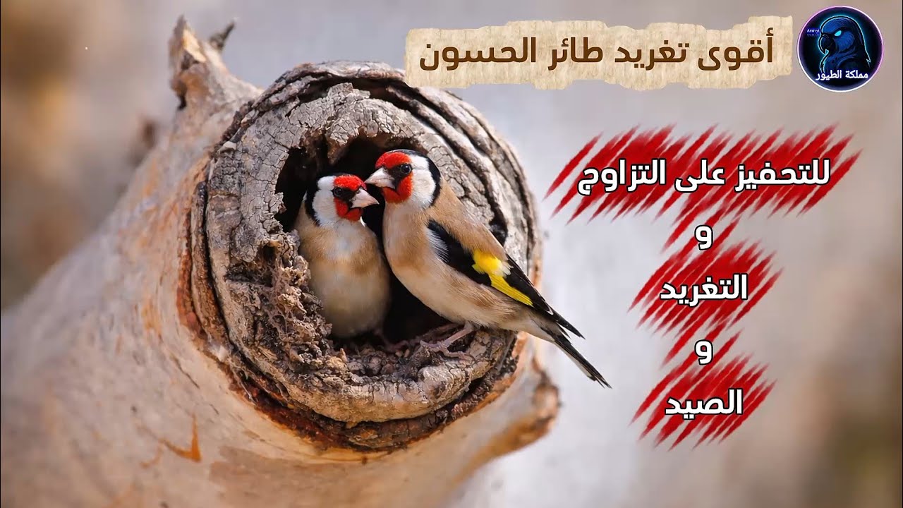 اقوى تغريد طائر الحسون للتحفيز على التزاوج والتغريد وصيد جميع انواع العصافير البرية