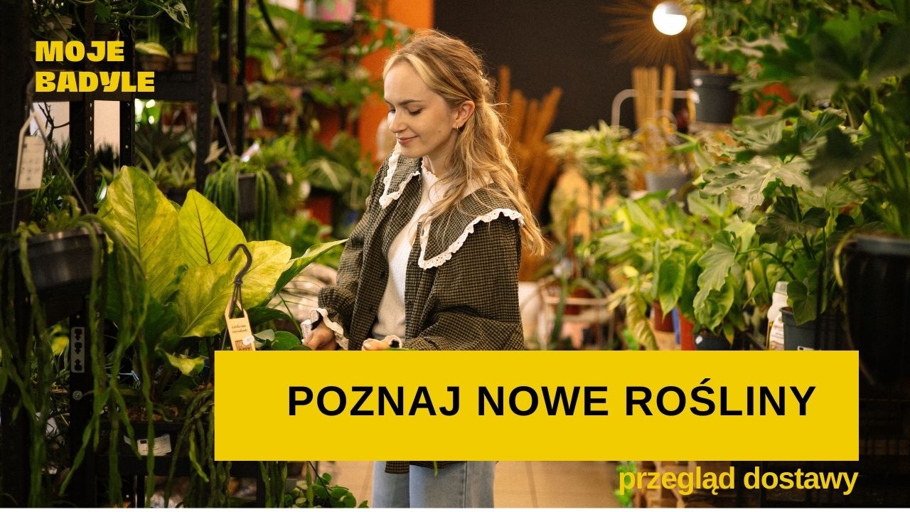 Nowa dostawa roślin do sklepu MOJE BADYLE 🌿 Tego nie możesz przegapić! 💚🧡 hoja shepherdii