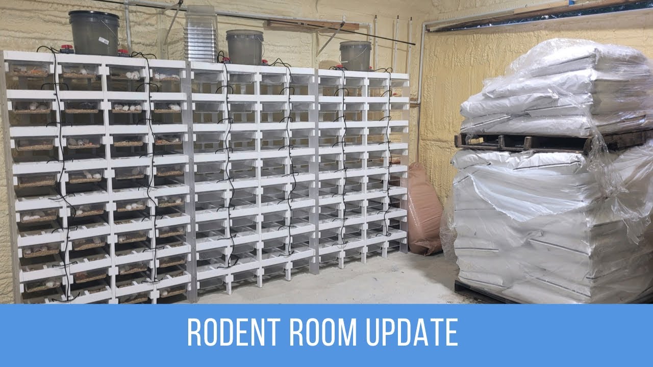 Rodent Room Update