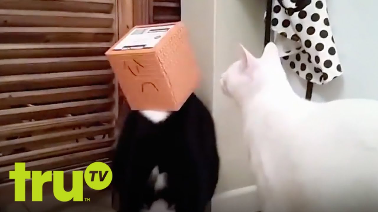 Almost Genius - Cat in a Box