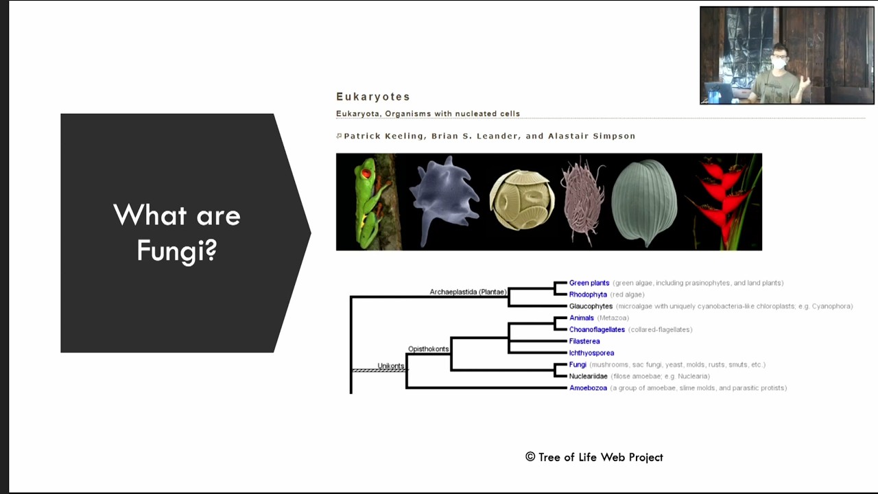 Introduction to Mushroom Identification – Stephen Bucklin – WPMC Lincoff Foray – Sep 2021