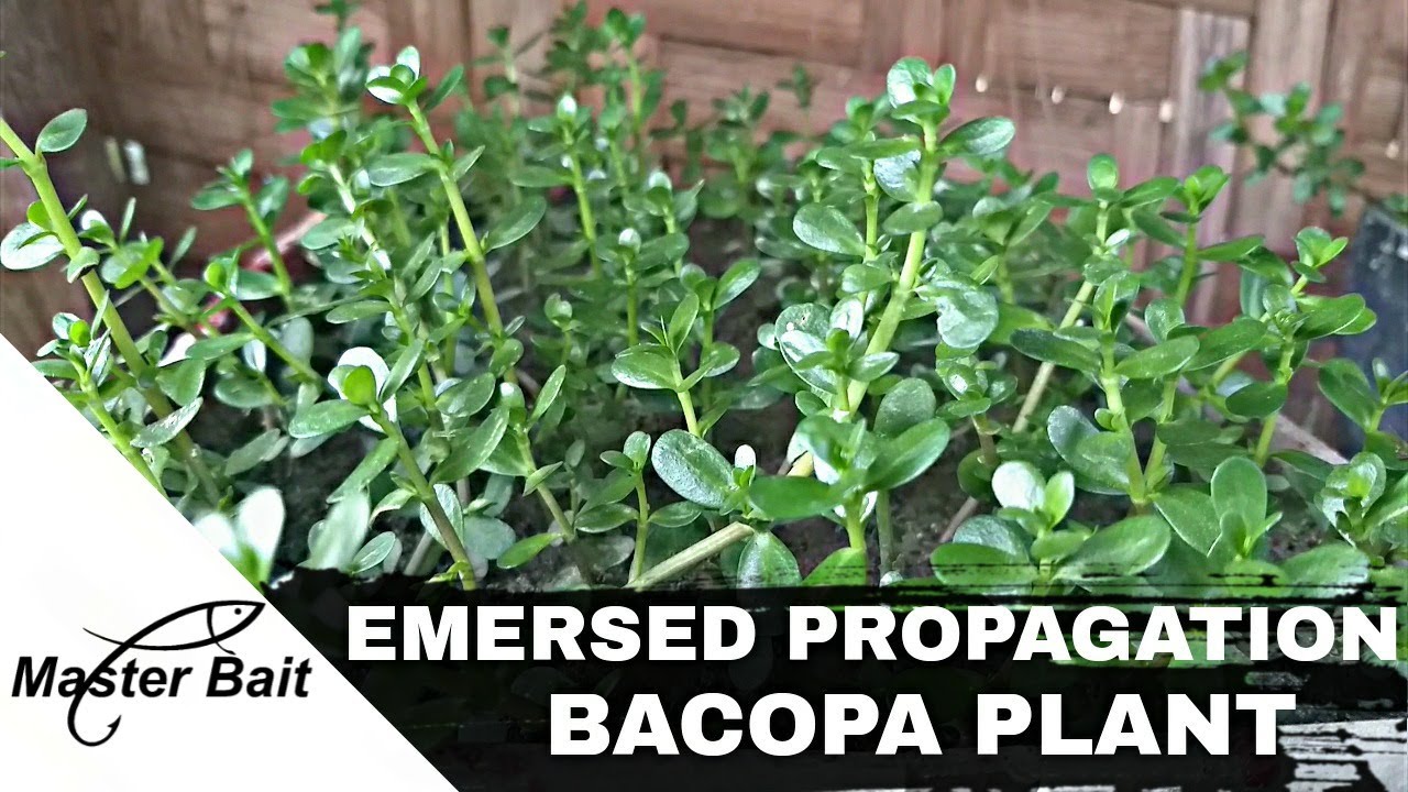 Aquatic Plants - Bacopa Emersed Propagation