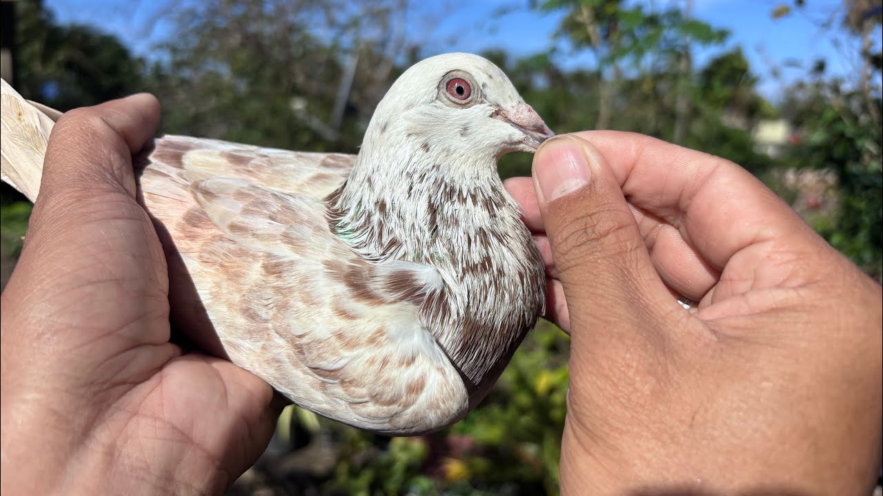 OFFCOLOR TAIWAN PIGEON🇹🇼🇹🇼🇹🇼