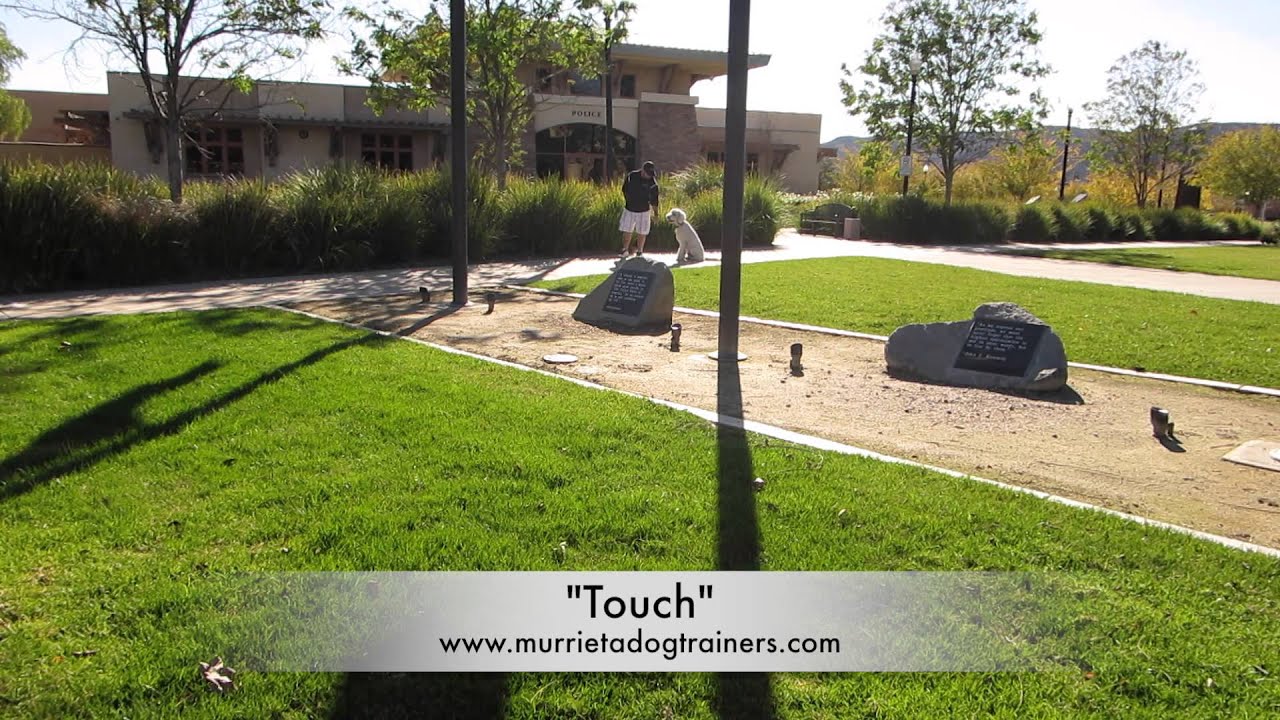 GoldenDoodle 2wk Transformation! San Diego dog training