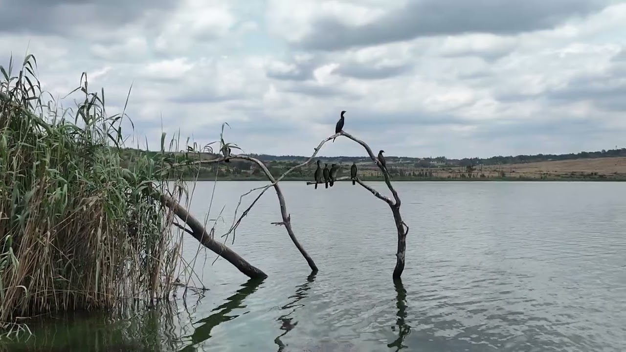 How is Rietvlei Nature Reserve, South Africa:  Island View bird hide?