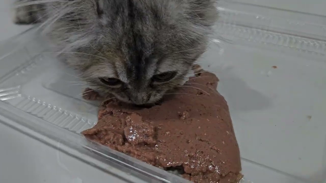 Street Kitten Adopted and Eating Whiskers For First Time.