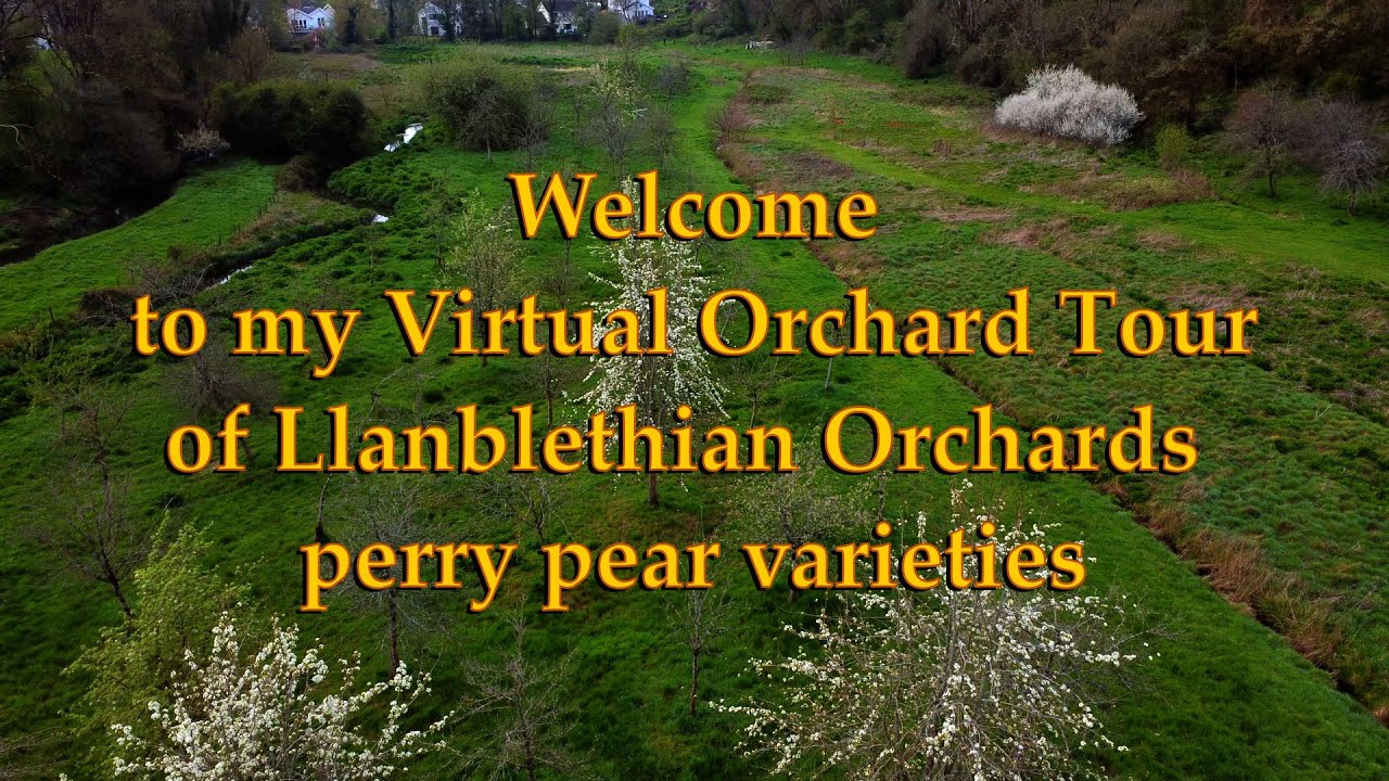 Virtual tour of Llanblethian Orchard during the 2023 perry pears flowering season