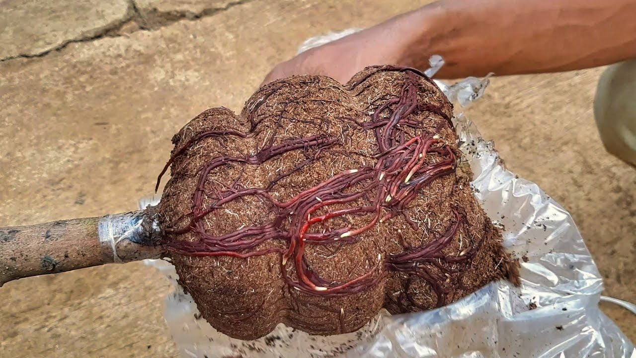 Cangkok mangga akar banyak