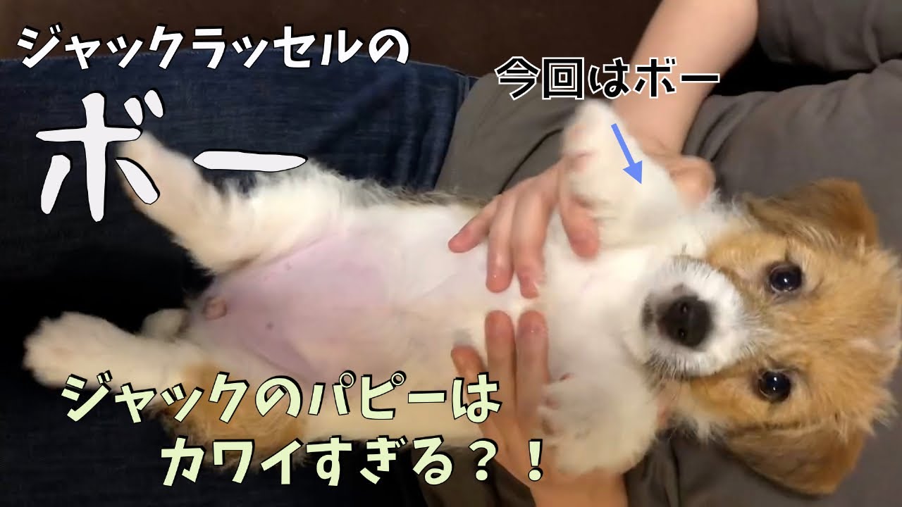 ジャックラッセルのボー　ジャックのパピーはカワイすぎる！