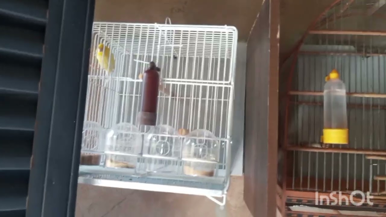 formando o primeiro casal