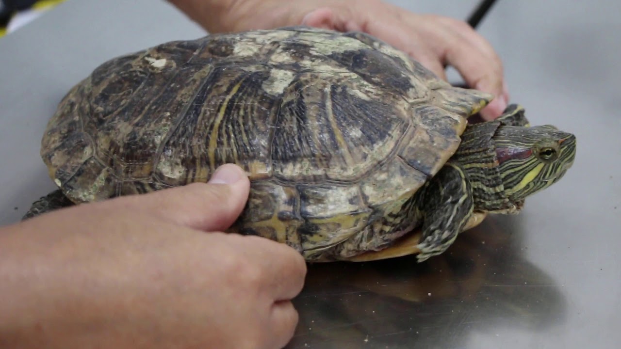 A red-eared slider can't lay eggs. Why?