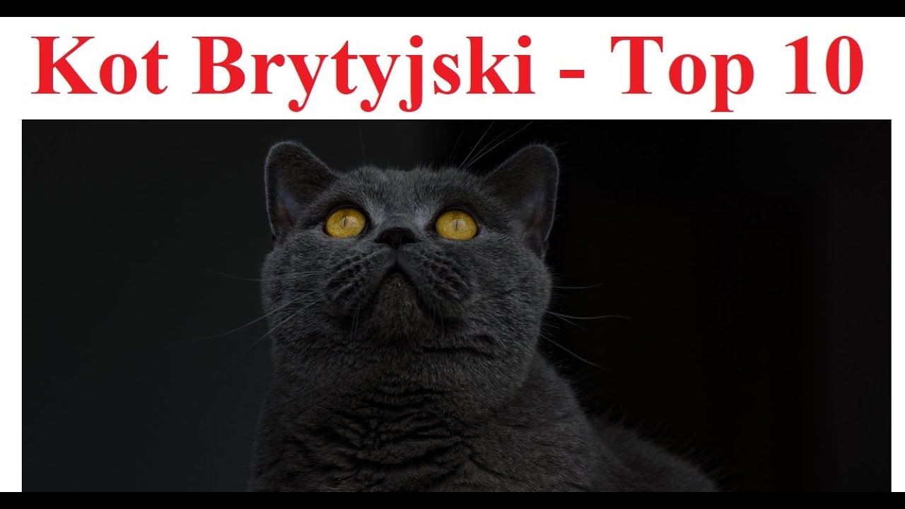 Kot Brytyjski - Top 10 co warto wiedzieć