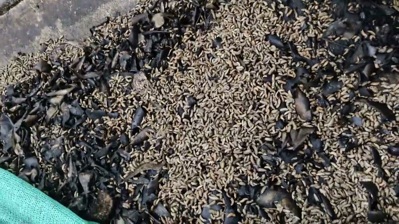 Black soldier farming Tamilnadu India | larva feeding