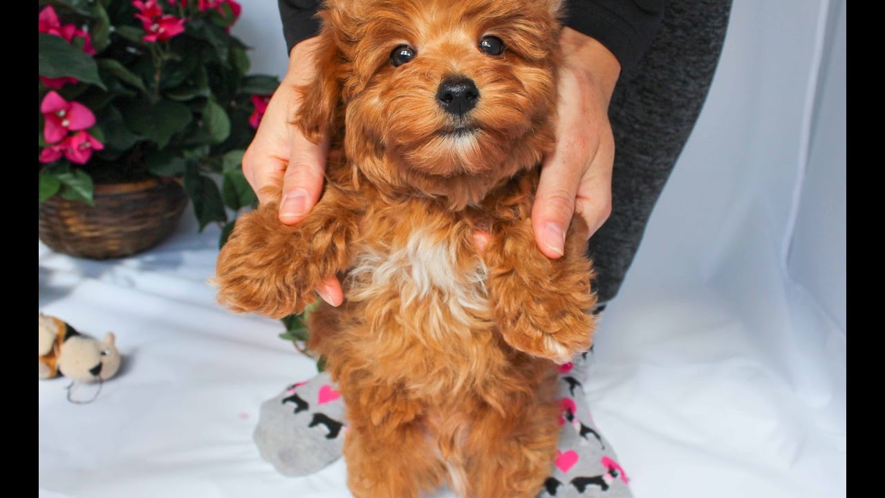 Roofus the Rusty Red Colored Yorkie Poo Puppy Male for Sale in Los Angeles!