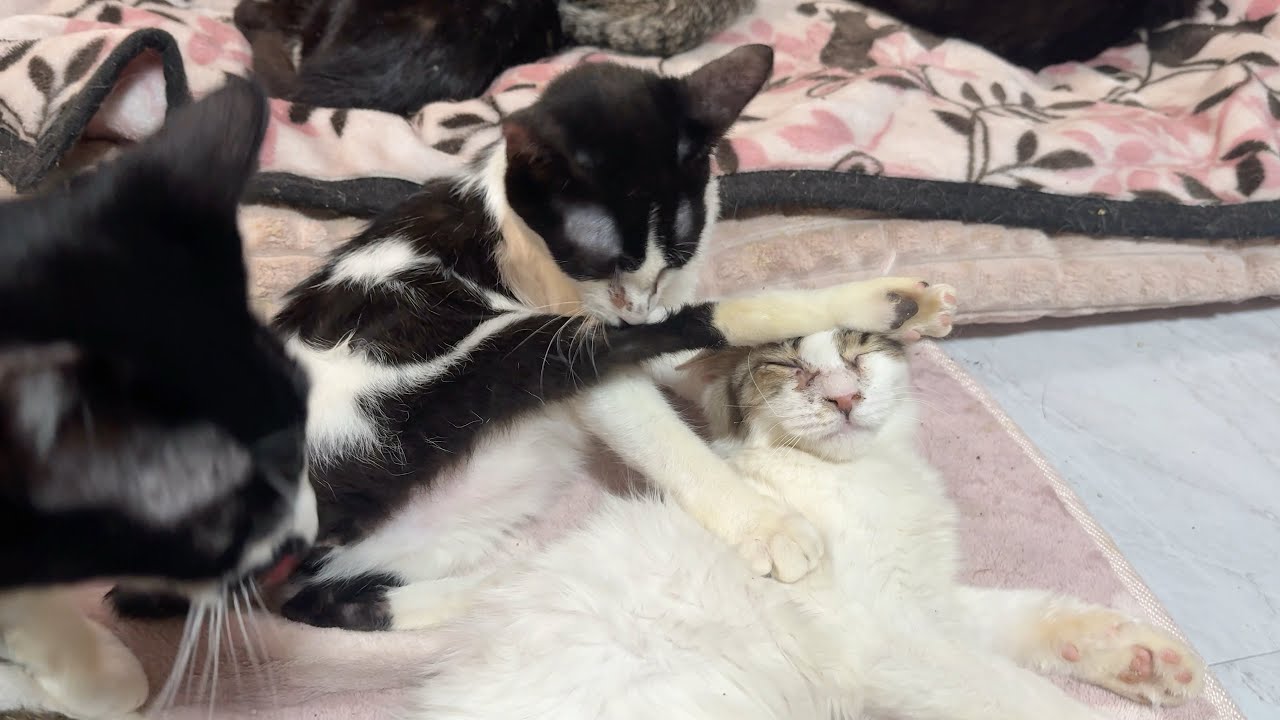 朝の猫たちのルーティンが可愛すぎた