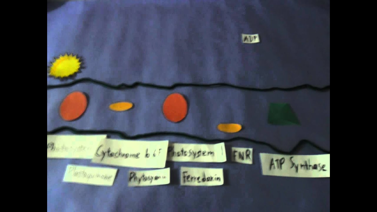 Five Complexes of Photosynthesis