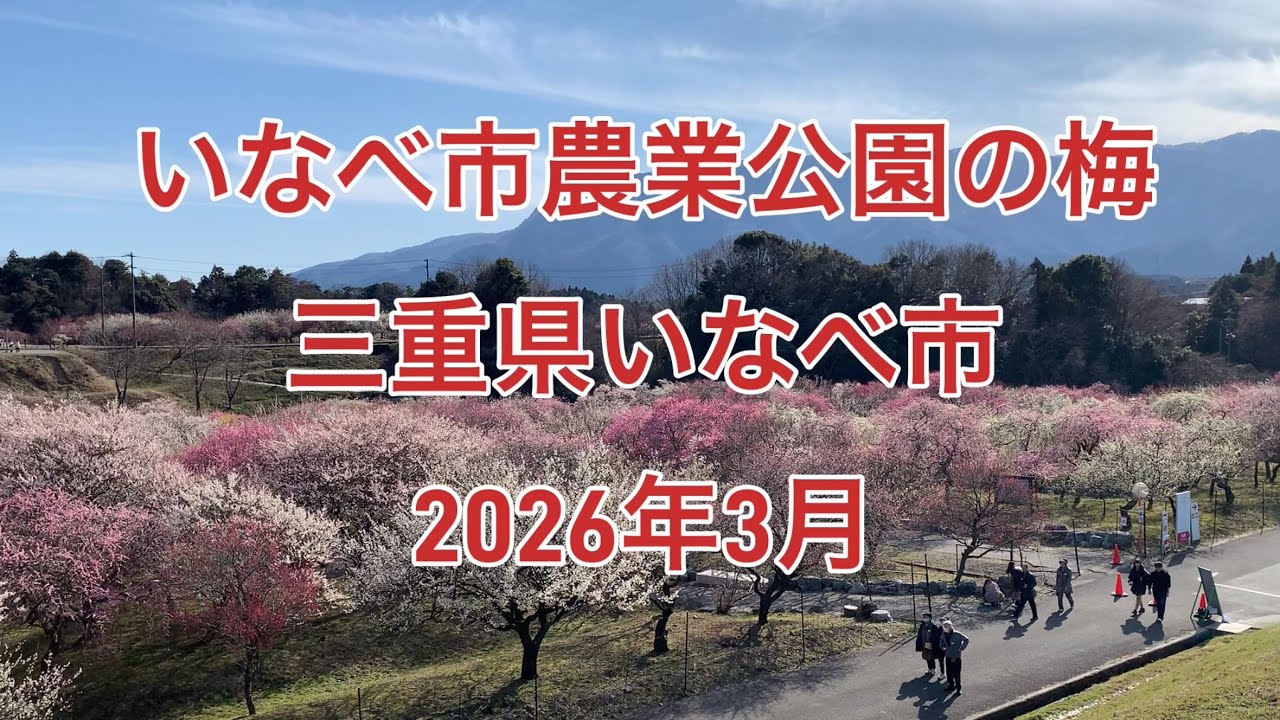 いなべ市農業公園の梅　三重県いなべ市　　2026年3月