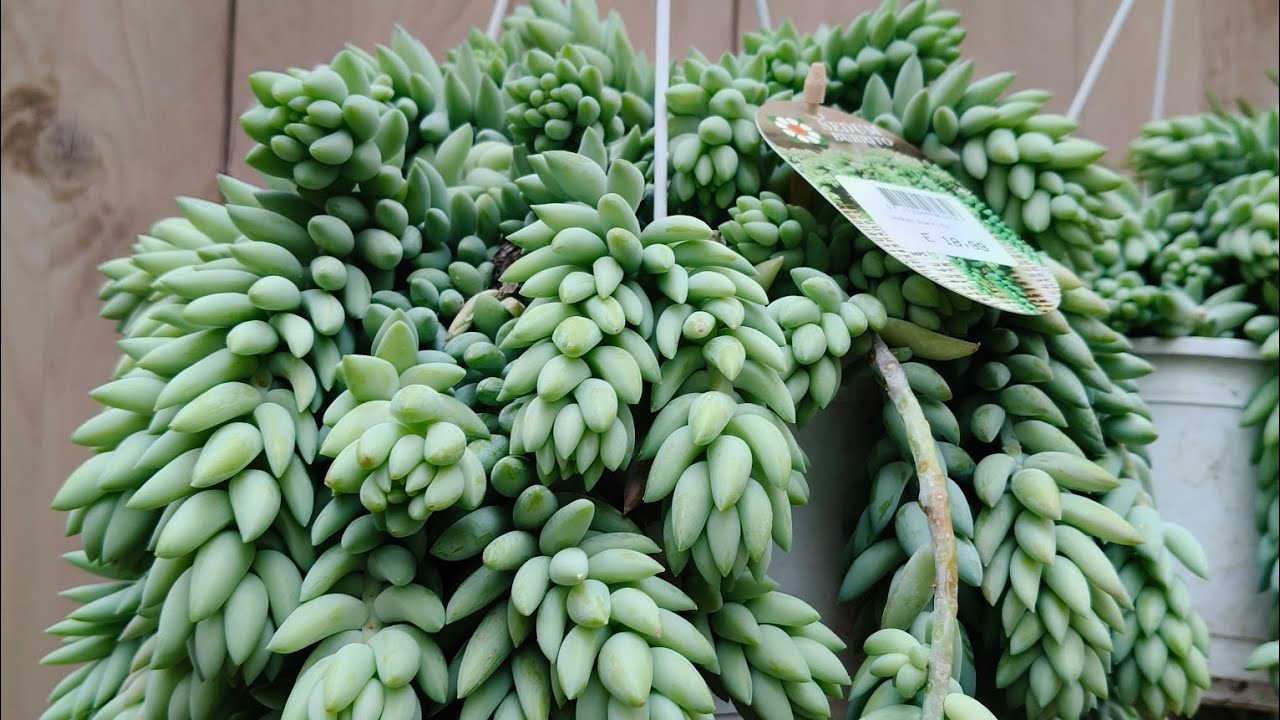 لعشاق الصباريات والعصاريات مجموعة كبيرة من كل الانواع في مكان واحد