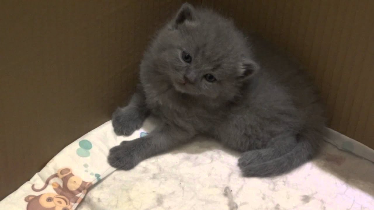 Chartreux Kittens Just Before Their Sleep