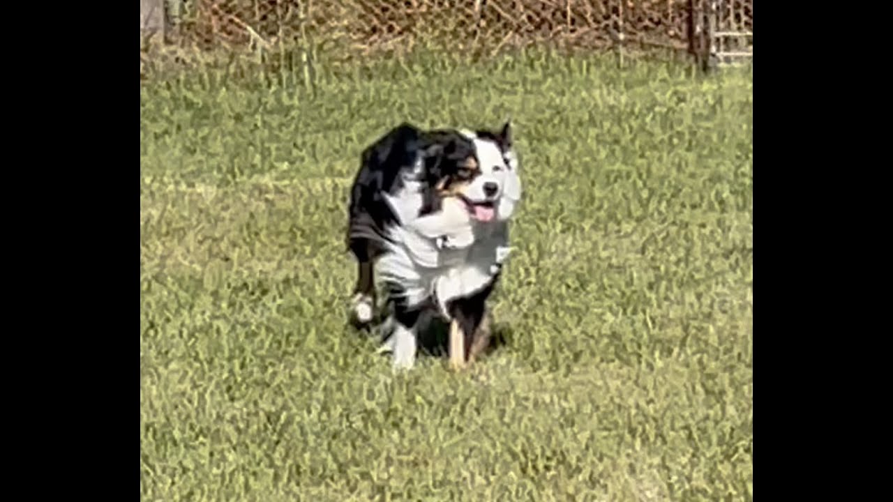 Australian Shepherd Puppy Herding Training
