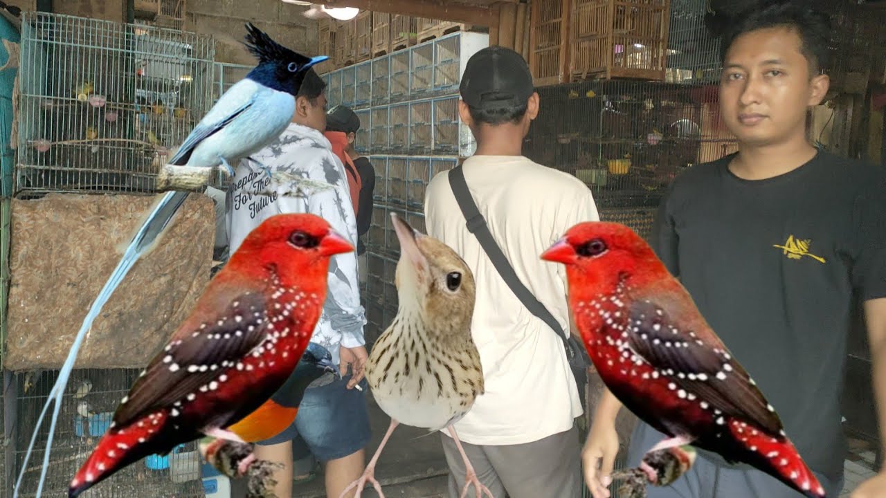 BANYAK BURUNG OMBYOKAN YANG UNIK ²