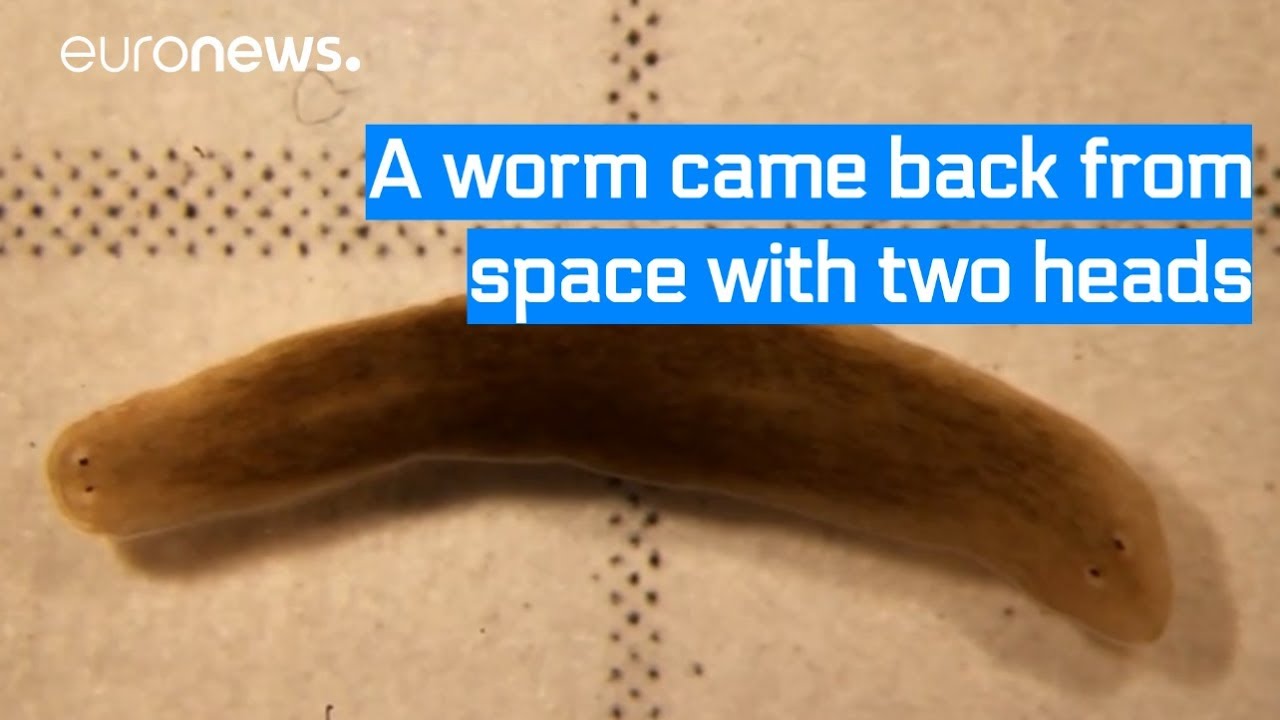 The tale of the puzzling two-headed space worm and what it means for your health