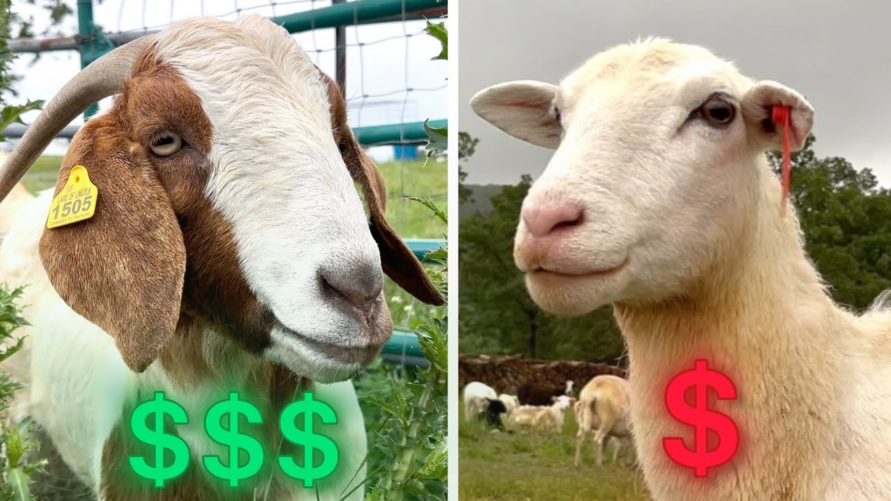 Sheep VS Goats: Which Is More Profitable?