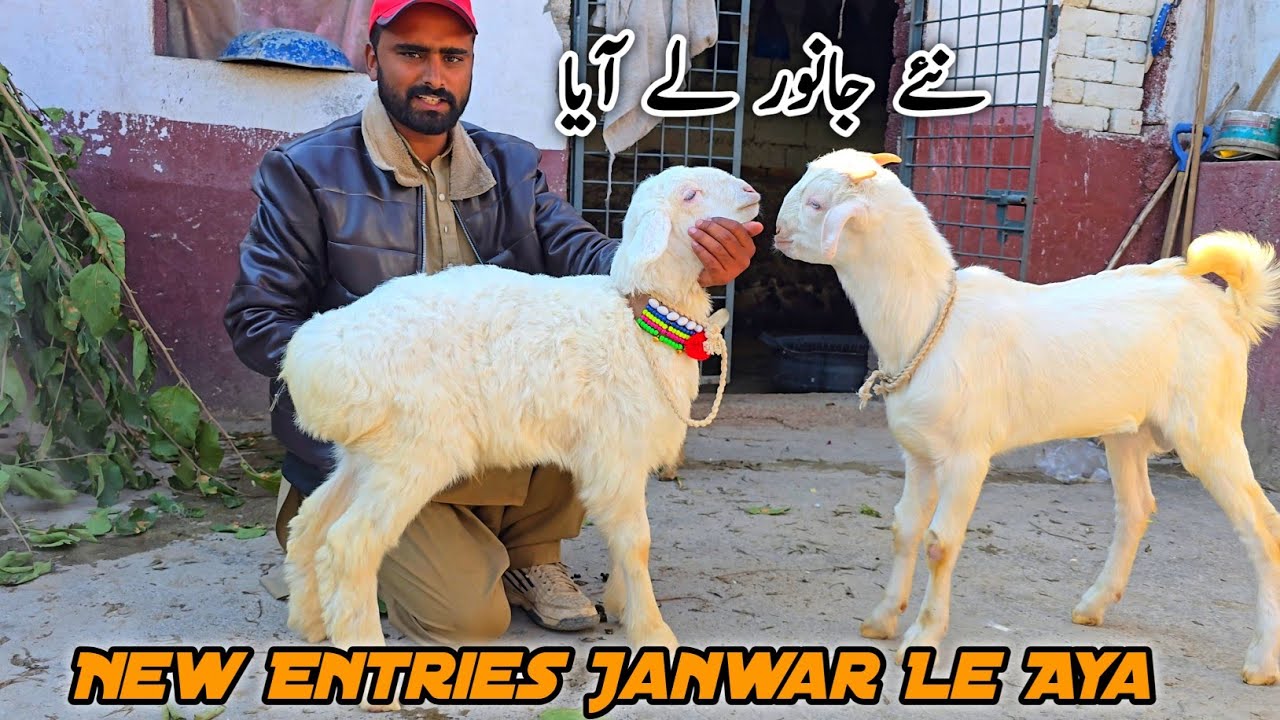 New Entries Bakra Or Dumba Ly Aya MB Vlogs 