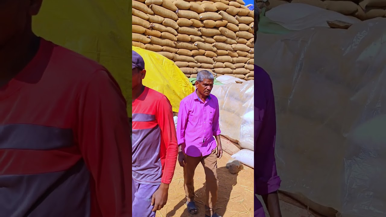 Harvest Payday: Selling 💰 Our Rice at the Market 