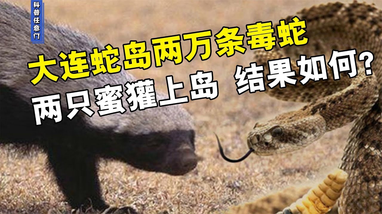 大连蛇岛两万条毒蛇，两只蜜獾上岛，蛇群是否会面临灭顶之灾？【科普任意门】