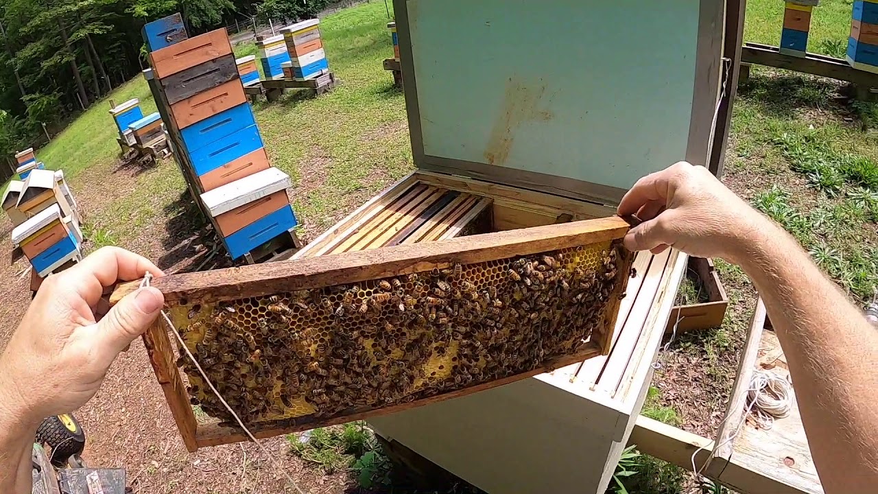 Moving Tree Bees into Modified extra deep horizontal hive
