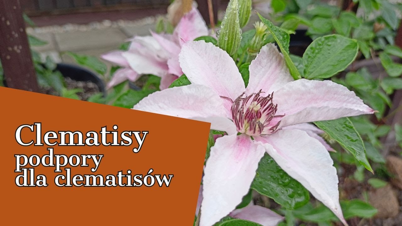 PODPORY DO POWOJNIK&Oacute;W 💮 JAK ZROBIĆ PODPORĘ DO CLEMATIS&Oacute;W