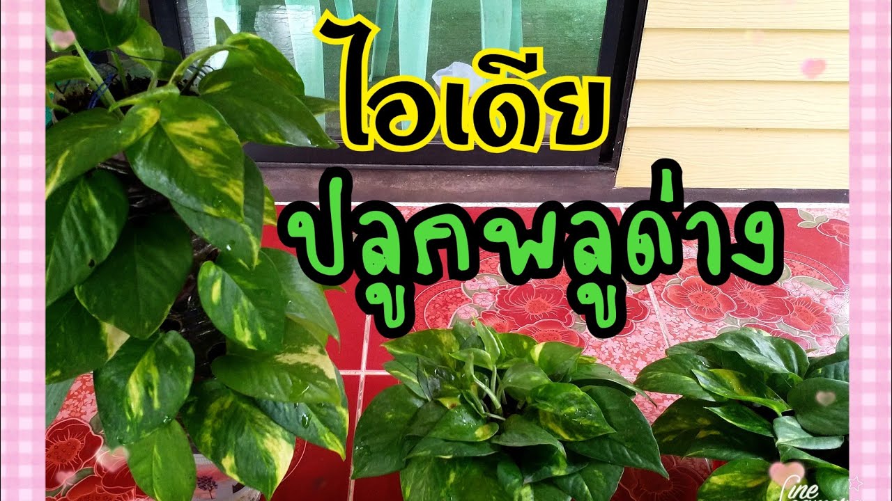 แชร์ไอเดียการปลูกพลูด่าง แบบแนวตั้ง แขวน และแจกันพลูด่าง