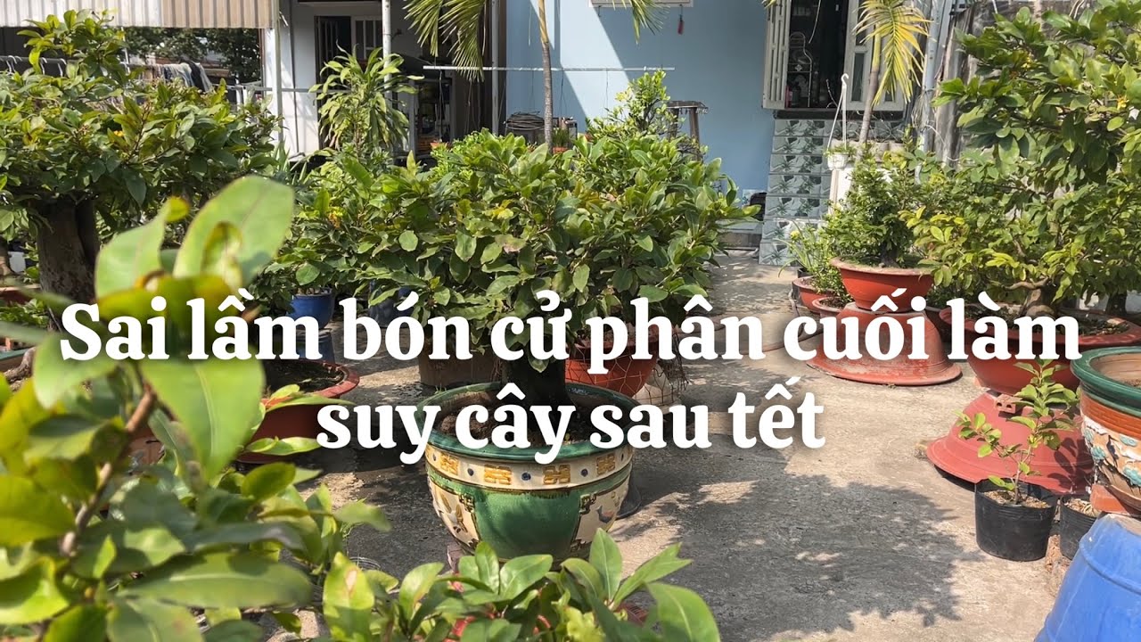 Sai lầm bón cử phân cuối làm cây suy sau tết // 28-11 âl