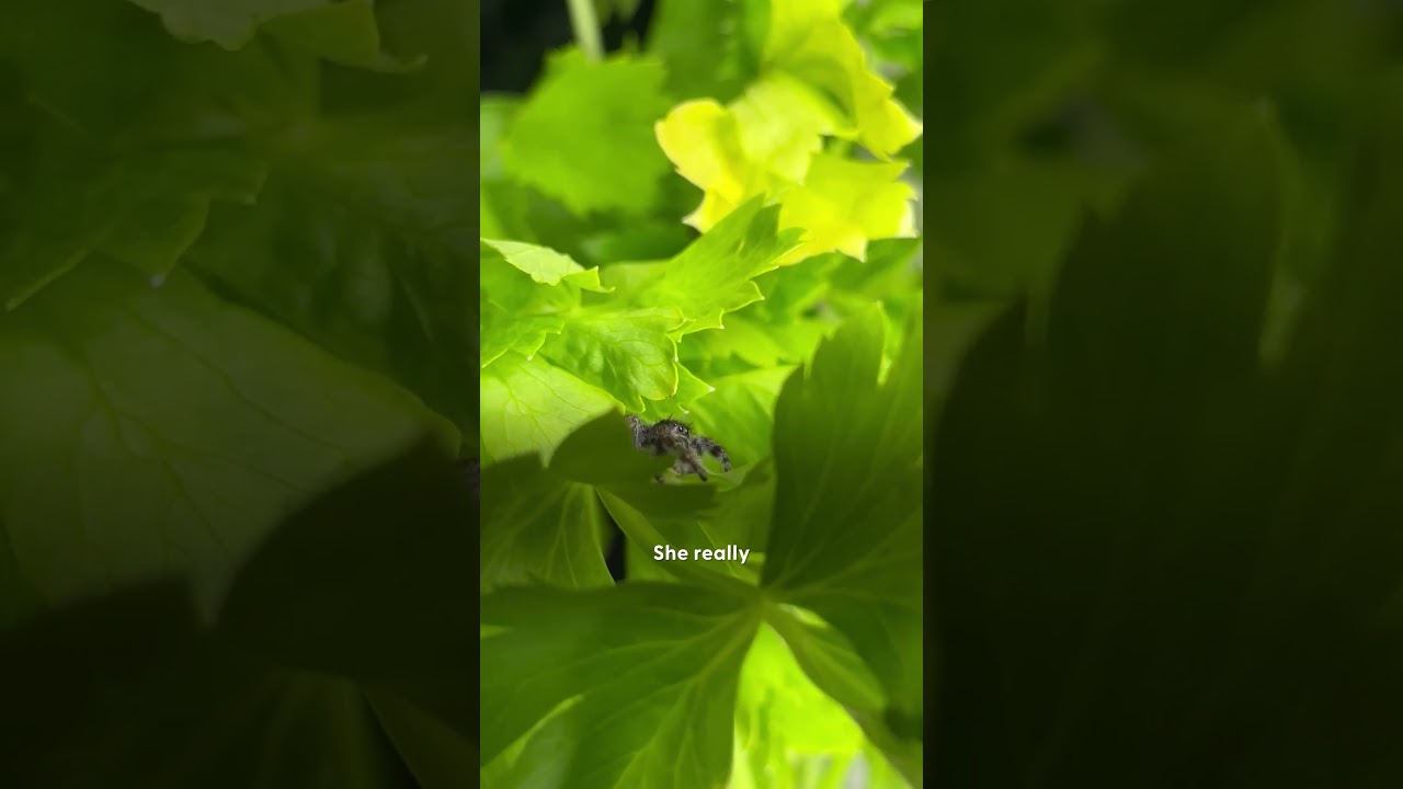 Couple Takes In Not One But TWO Jumping Spiders  | The Dodo