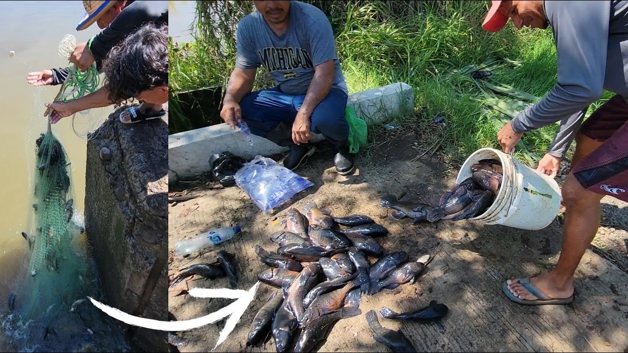 UNA CANTIDAD EXAGERADA de pescados en esta laguna