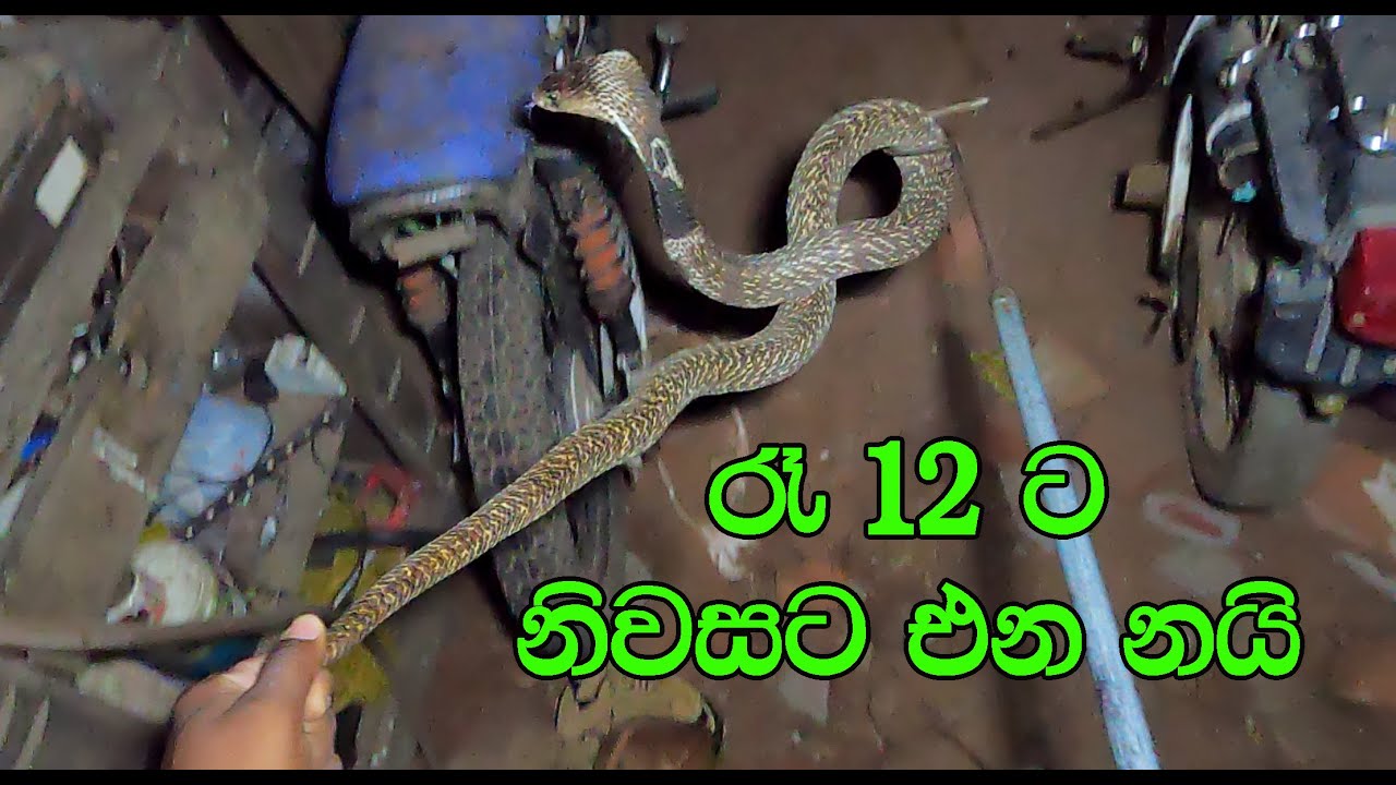 Cobras coming home at midnight