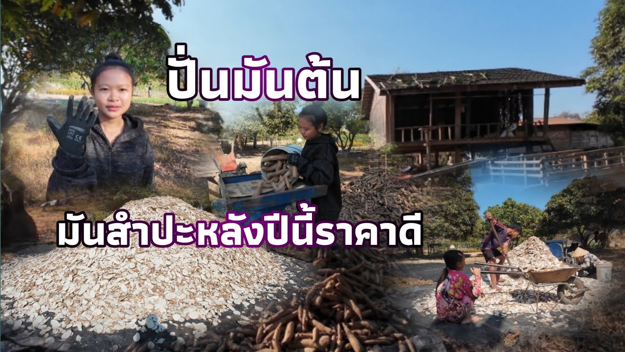 ปั่นมันต้นสําปะหลัง