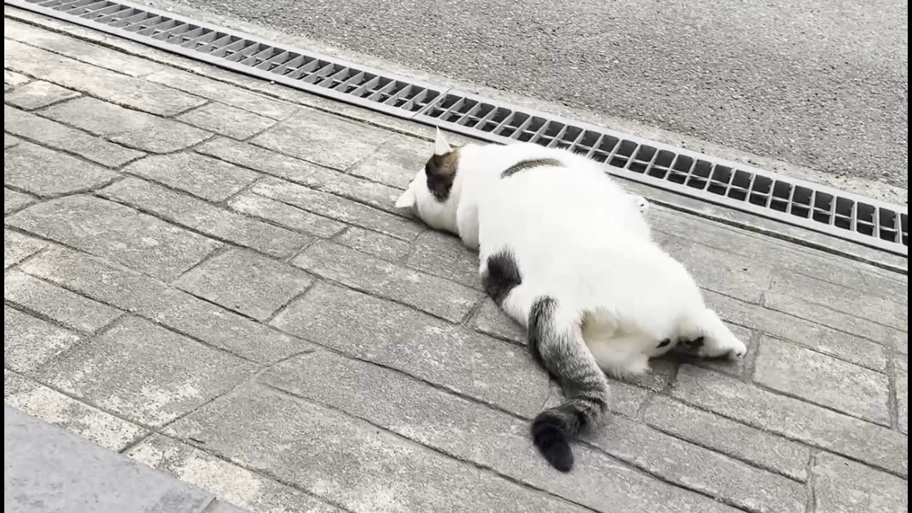 娘の中学校最後の登校を精一杯のバイバイで見送る猫