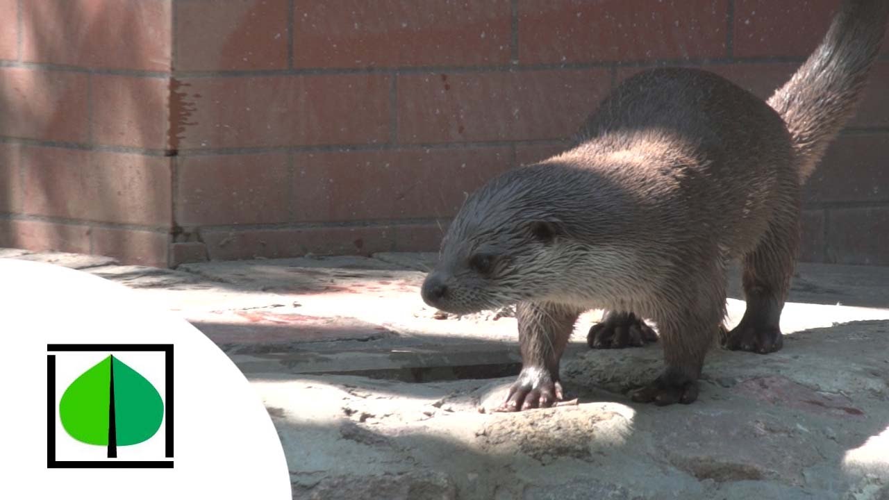 Wydry - odc. 10 - ZOO Bydgoszcz