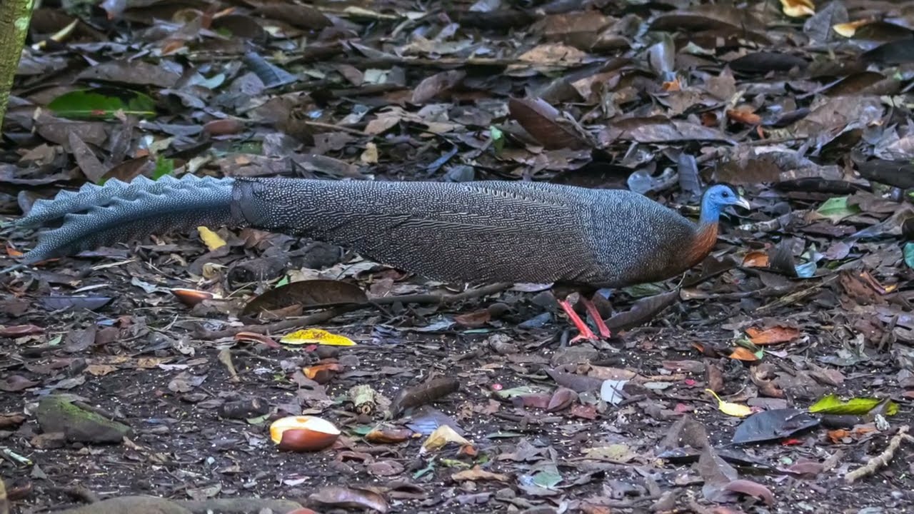 Great Argus (Argusianus argus)  - Male @ Mount Trusmadi