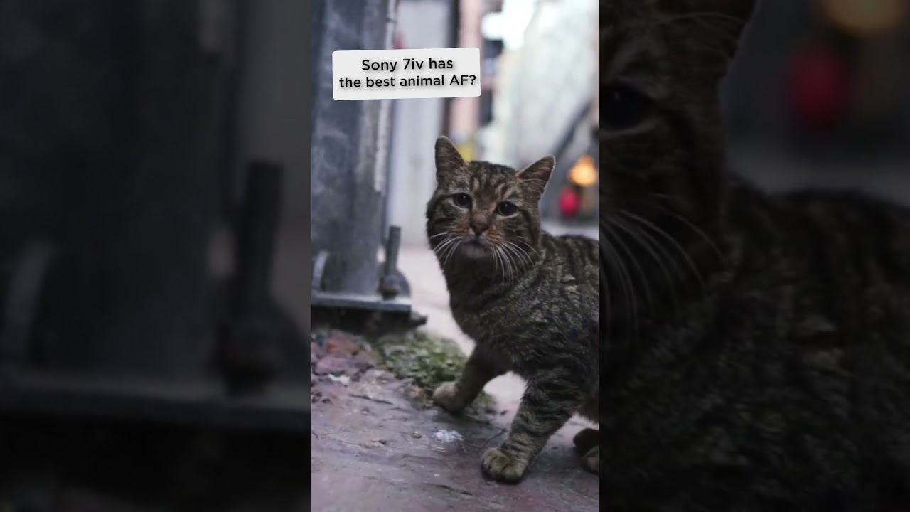 🐱Sony 7iv Animal Eye Autofocus is incredible #sonyalpha