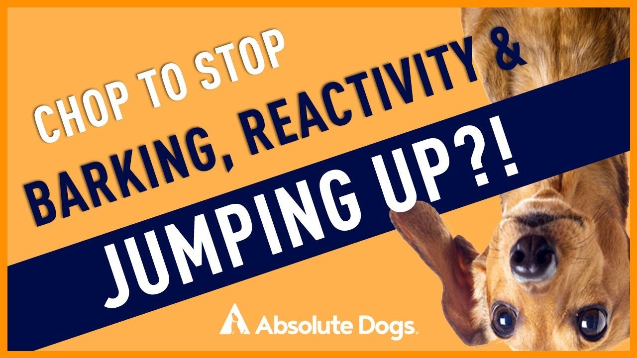 Neuter Your Dog to Stop Barking, Reactivity and Jumping Up?!
