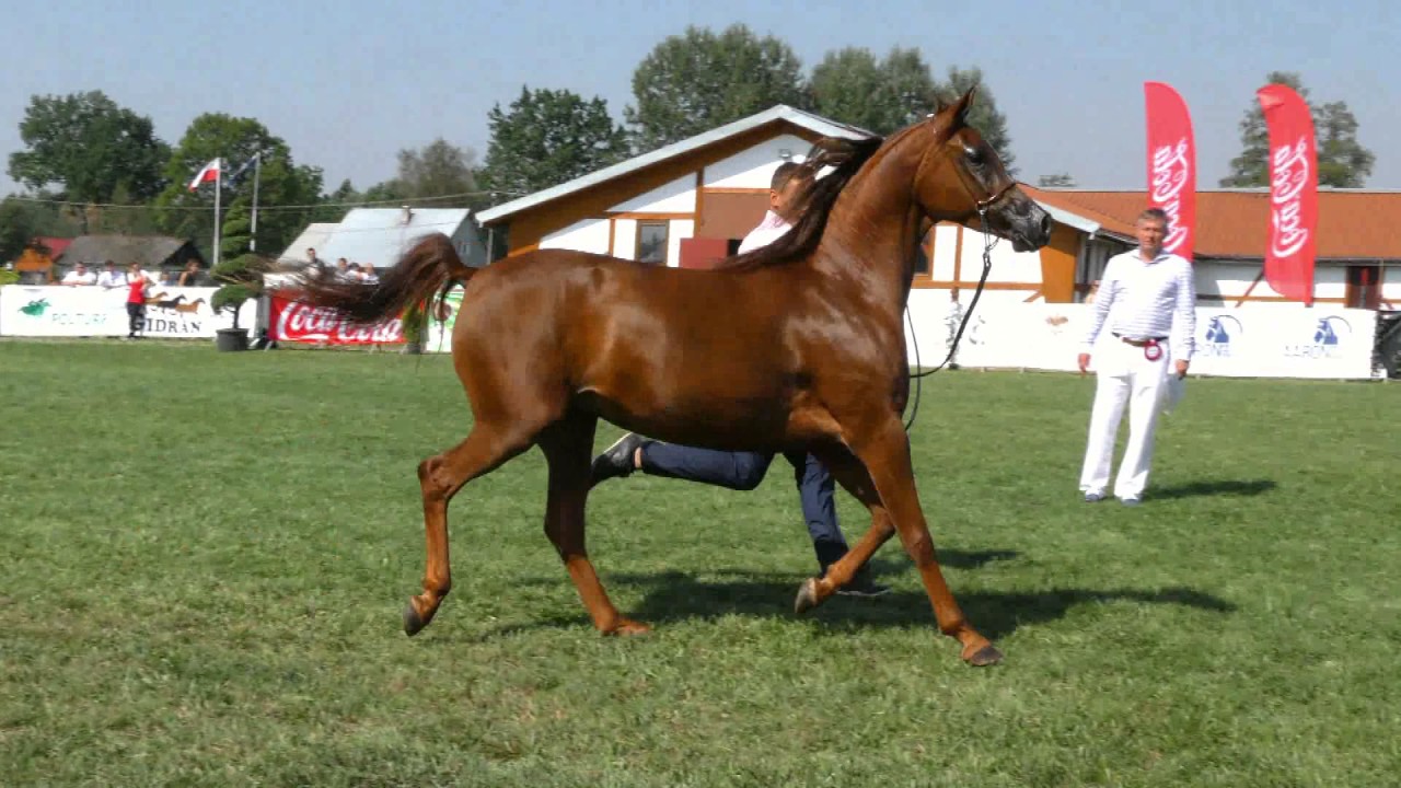 E-SAWANNA, Arabian mare, Cracow 2016 show
