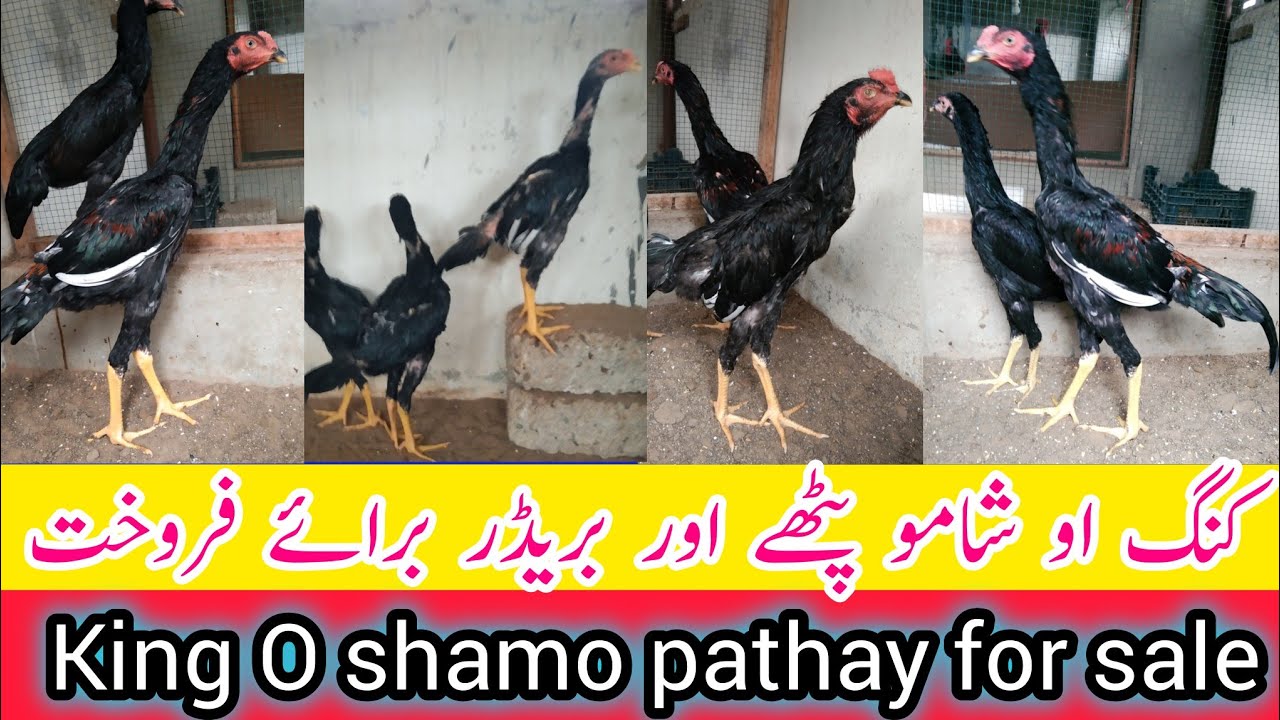 O Shamo breeder & pullets for sale | O shamo chicks for sale | O shamo Aseel | O shamo price in Pak.
