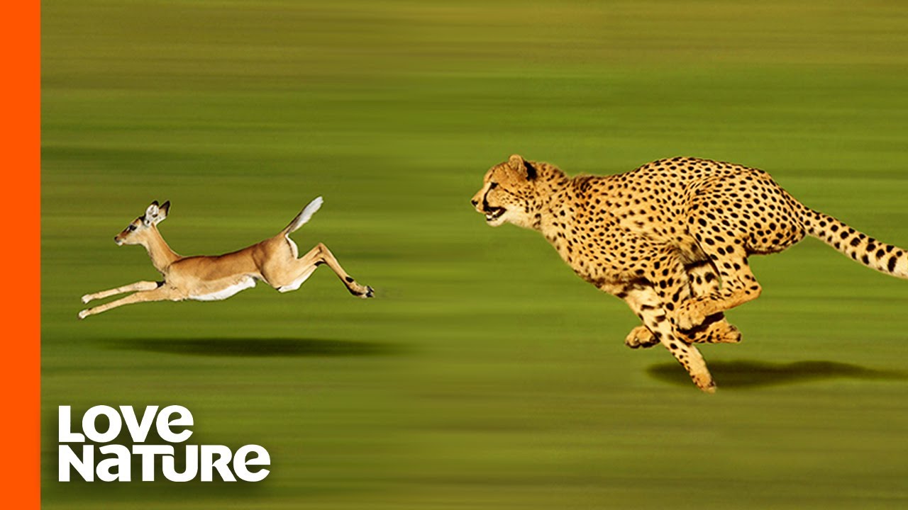 Cheetah High Speed Gazelle Hunt