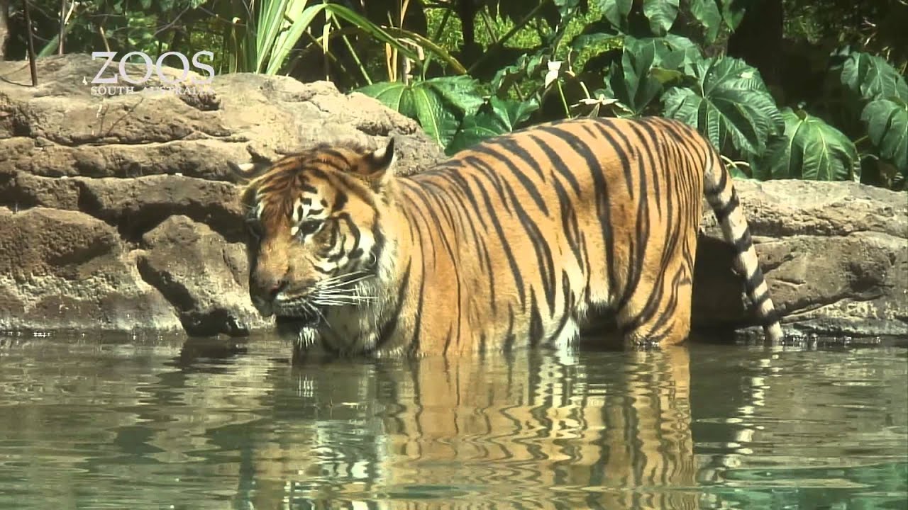 International Tiger Day